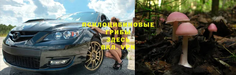 mega сайт  Волжск  Псилоцибиновые грибы Psilocybe  дарнет шоп 